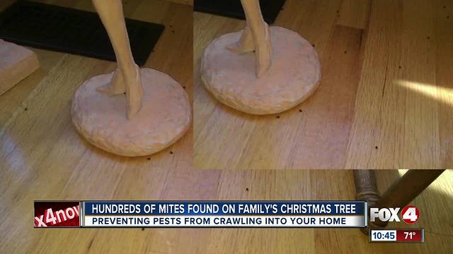 Hundreds of mites crawl off Christmas tree and into family's home