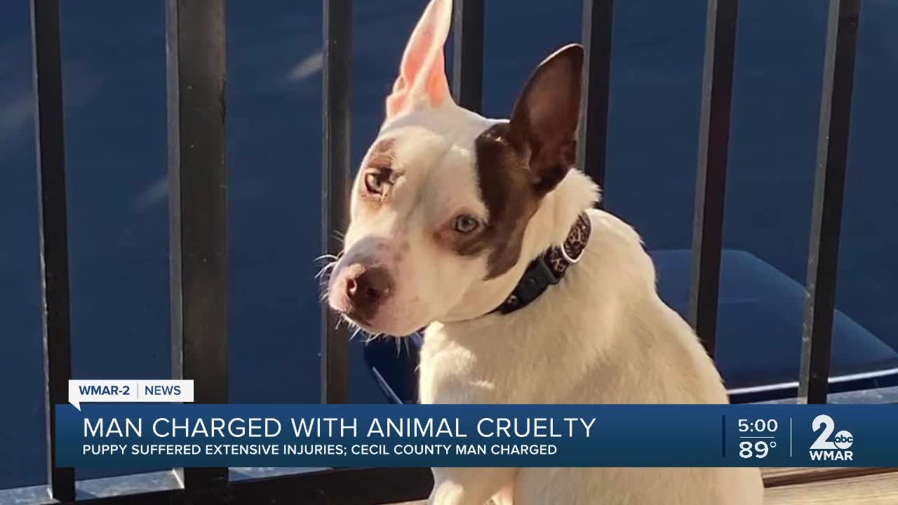 Cecil County man charged with aggravated animal cruelty