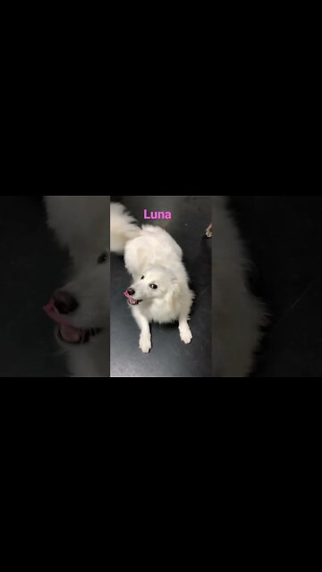 [Shorts 0119] LUNA [#dogs #doggos #doggies #puppies #dogdaycare]
