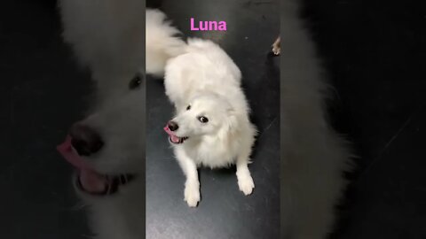 [Shorts 0119] LUNA [#dogs #doggos #doggies #puppies #dogdaycare]