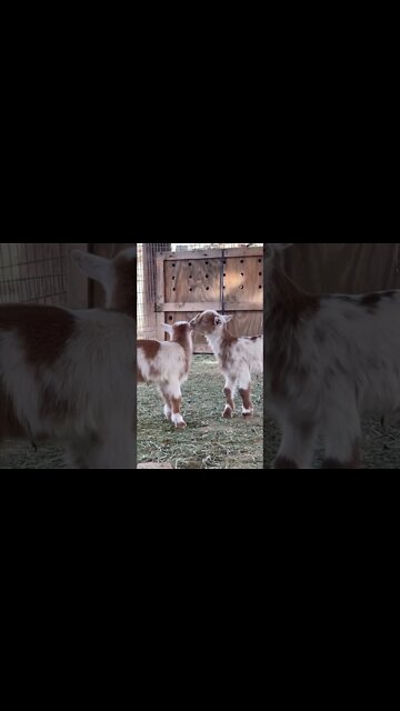 Amazing and Most Trending Video ||Mind Blowing||Shorts||#shorts #youtube #live #youtubeshorts(4)