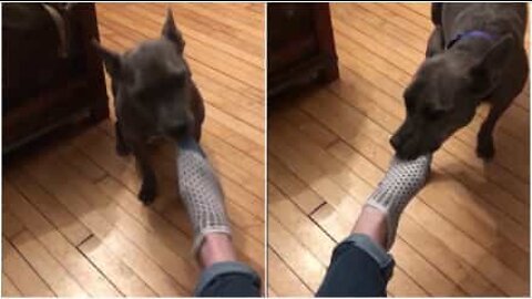 Dog takes off owner's socks after a tiring day of work