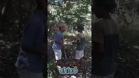 chicó e Zé dentinho invadindo terreno de Zé da caça 😂😂 #short #videosengraçados