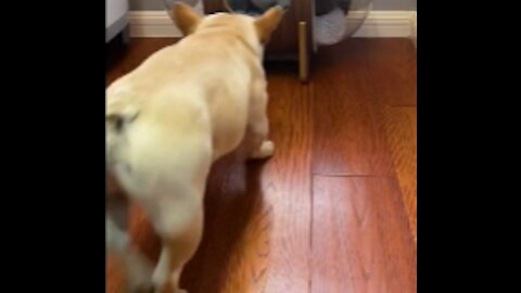 Funny Pets reaction tiktok compilation
