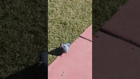 Palafox pier part 2