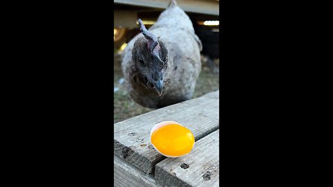 Chickens vs. Egg Yolk