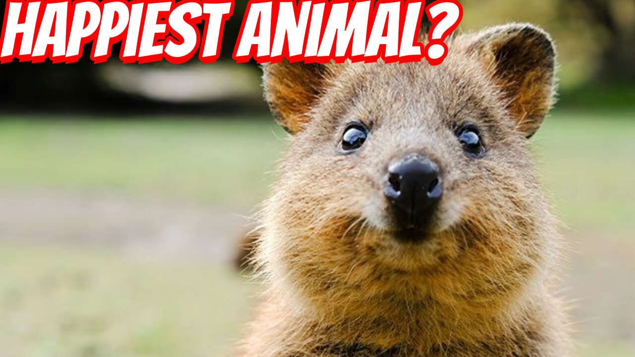 The Rare And Cute Quokka?