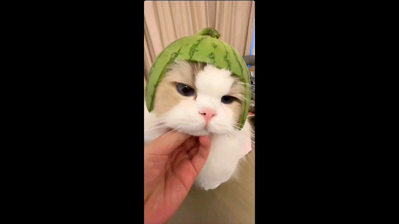 Cat wearing watermelon rind