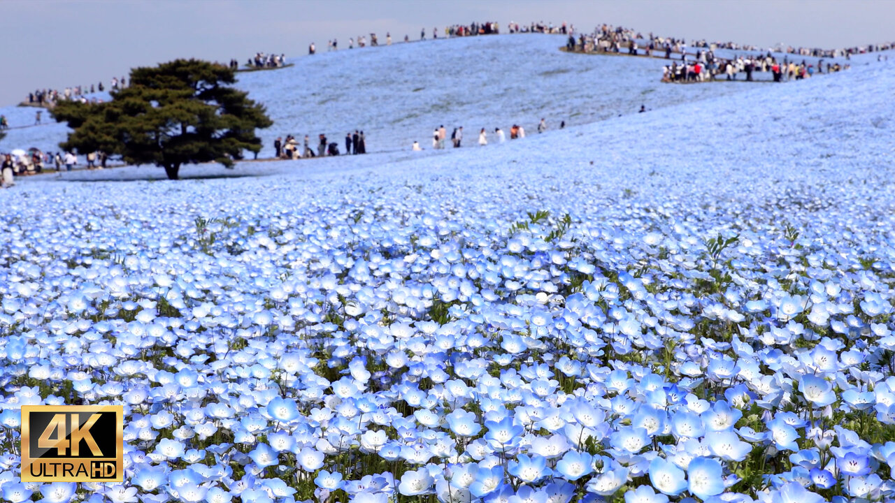 Hitachi seadide park Ibakaki Japan