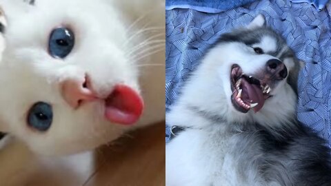 😹🐶😹 Baby Dogs - Cute and Funny Dog & Cat Video 😹🐶😹 (2022) Part - 5