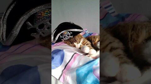 A Cute Sleepy Pirate Cat