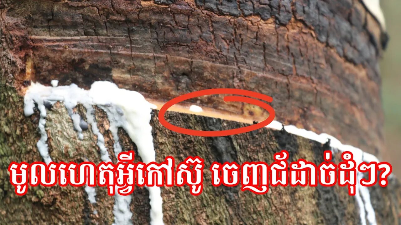 សូមចែលរំលែកពី កៅស៊ូចេញជ័ដាច់ដុំៗ