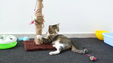Cat Is in His Toy Corner