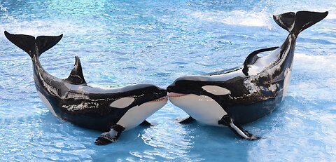 Interesting Facts About Killer Whales