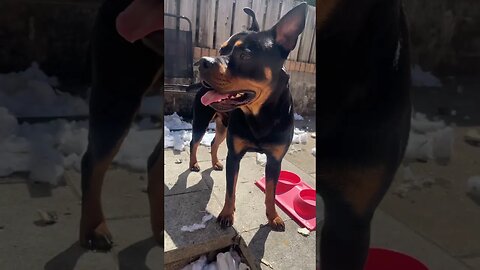 Cute dog goes for a walk😱🐶 (Vol.15) #shorts #short #viral #trending