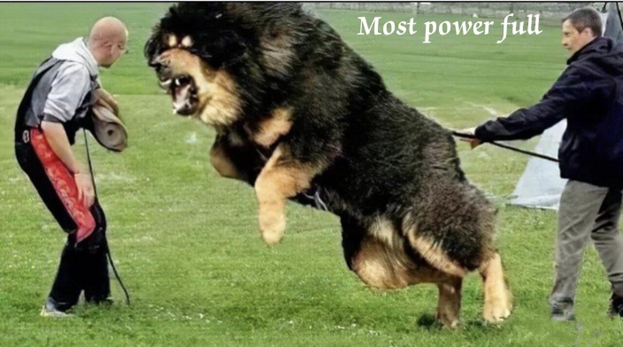 Top 10 Power full Dog..in World..🌎😲