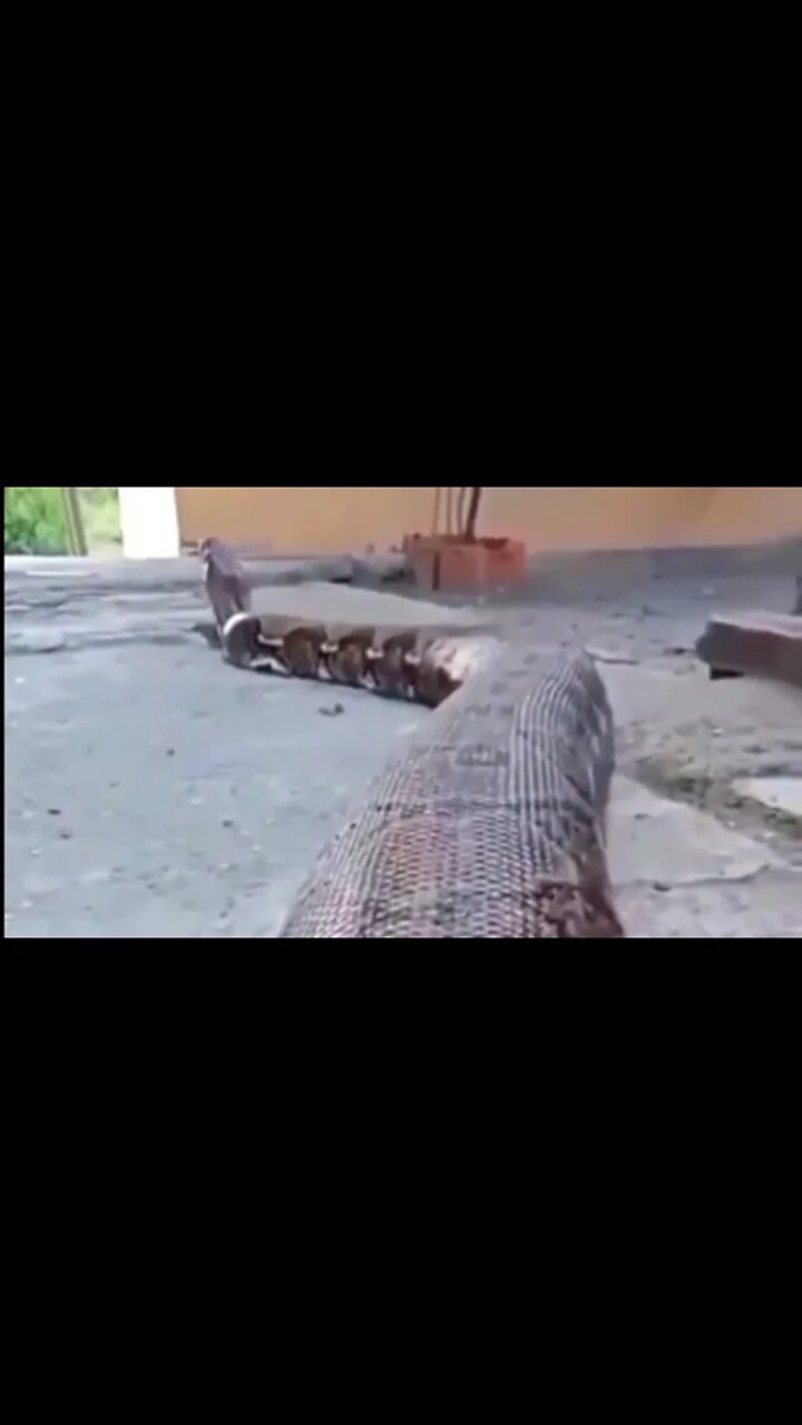 Biggest Python In The World / Ular Piton Terbesar Di Dunia 03 ...