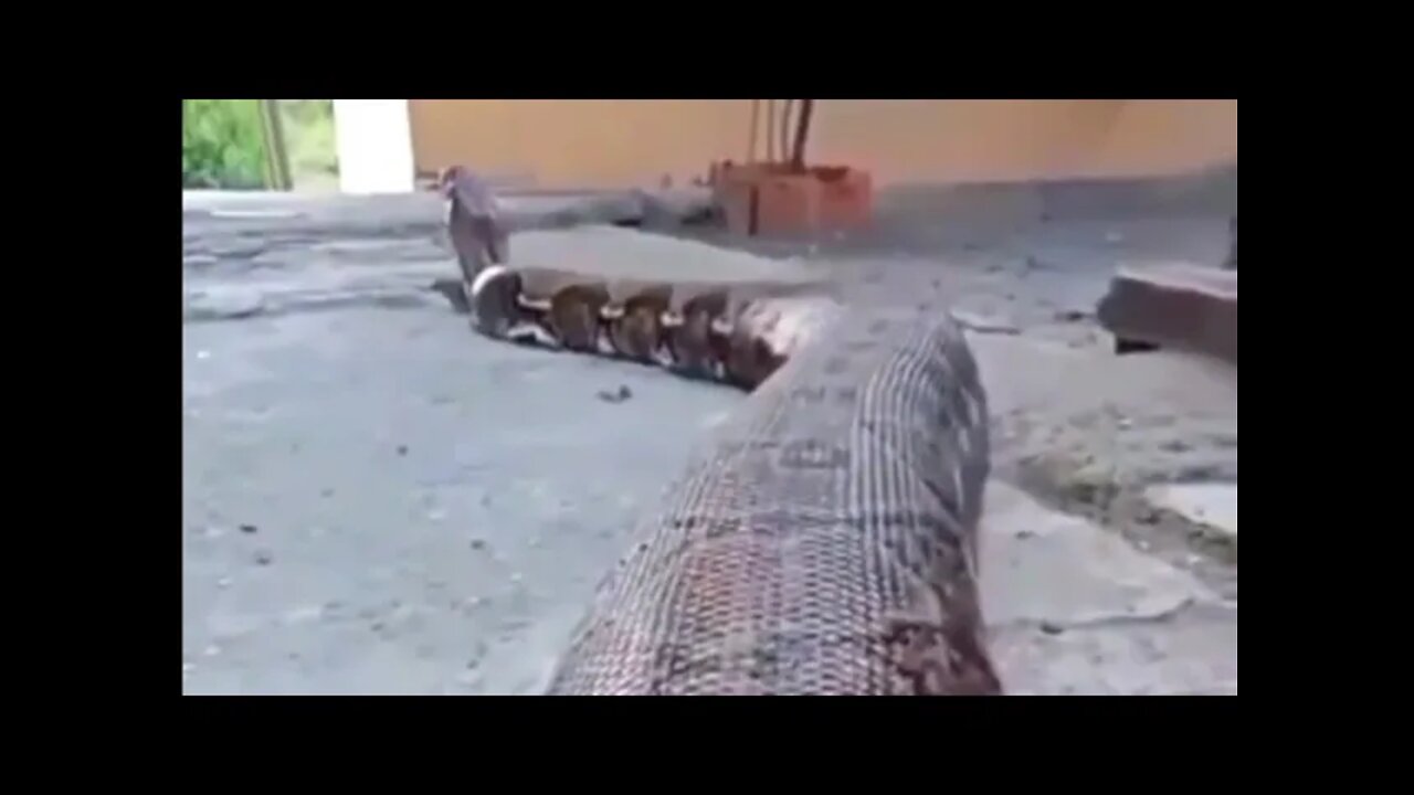 Biggest Python In The World / Ular Piton Terbesar Di Dunia 03 - AnimalLover #shorts #shortsvideo