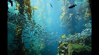 Living Ocean | Ocean live Watching |