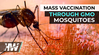 MASS VACCINATION THROUGH GMO MOSQUITOES?