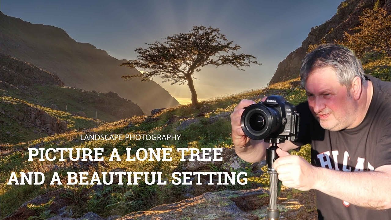 Picture A Lone Tree In A Beautiful Setting