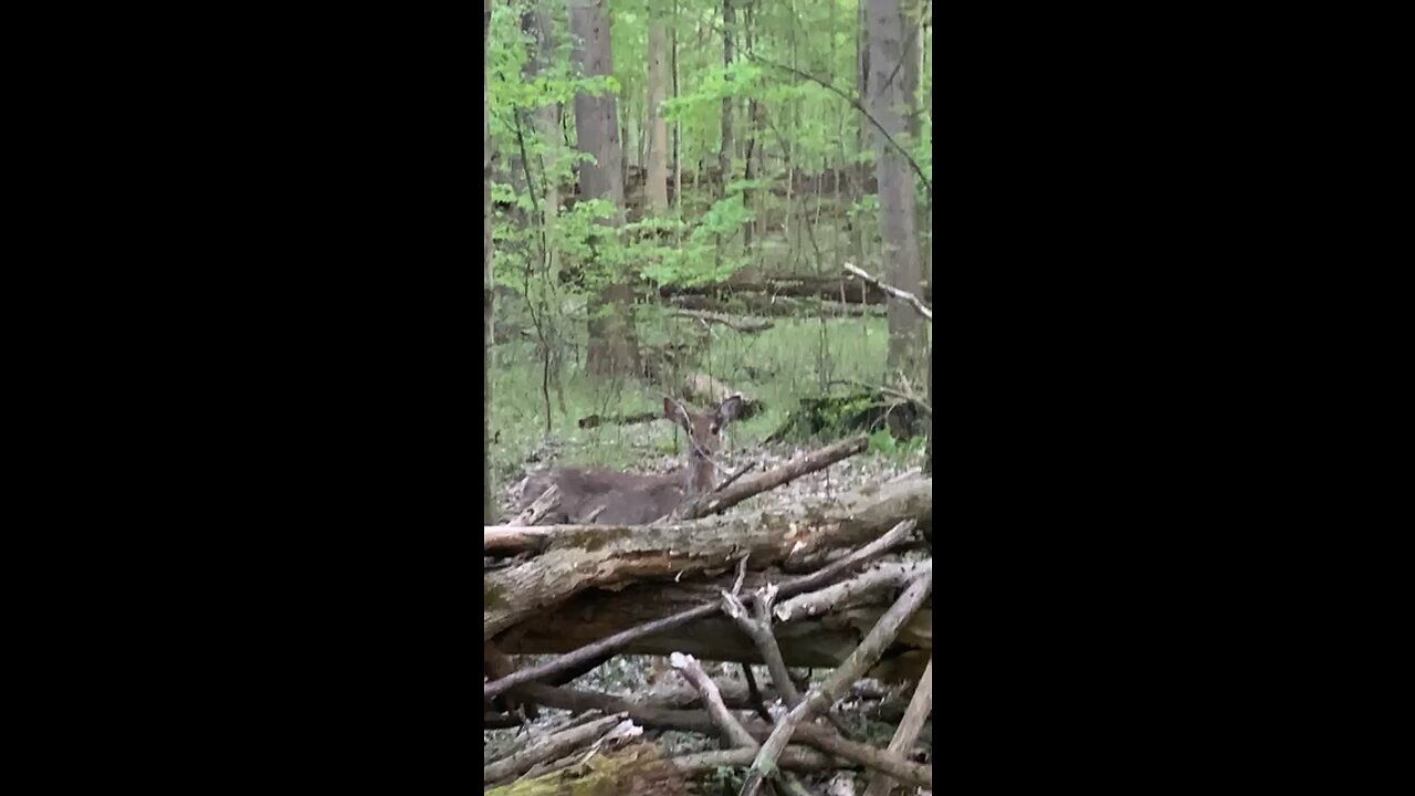 White tailed deer on trail