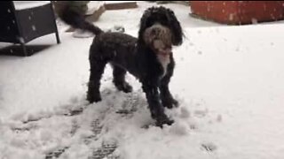 Tilluy, il cane che ama la neve da morire