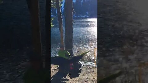 Mason Lake - Hammock and rainfly setup. #hiking #camping #hammock #pnw #pnwlife