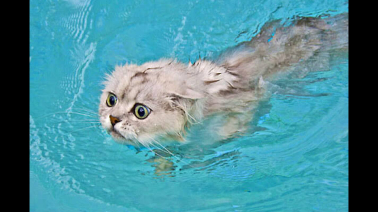 đ€Ł Funniest đ»Cats Video - Hold Your Laugh Challenge - Funny Pets Vines đ