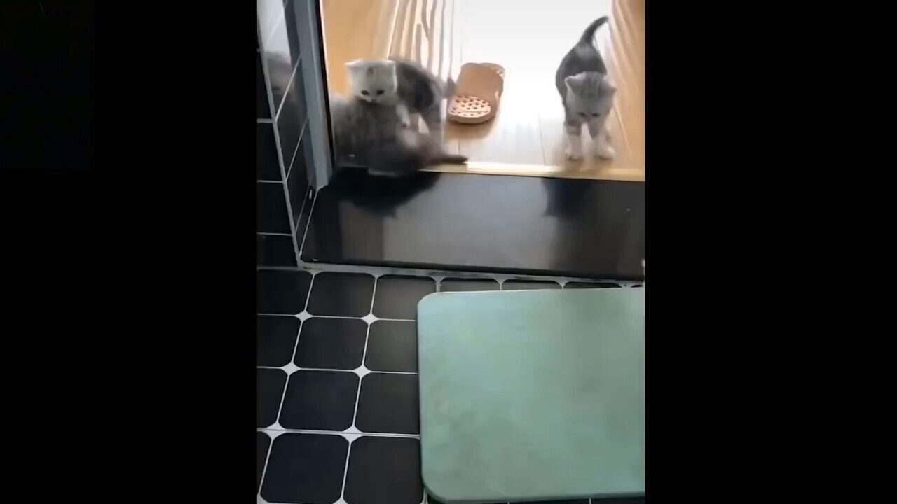 Stress buster😂 Funny animals video👀🤣