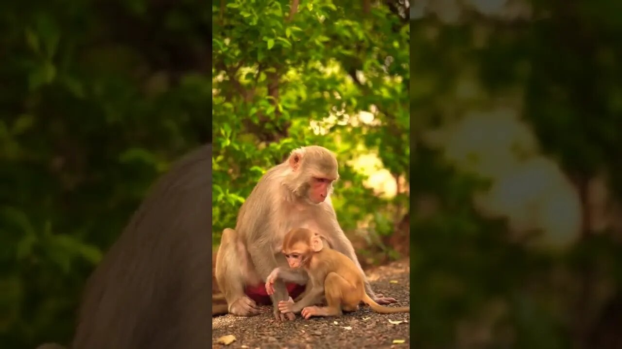 Best animal Mother monkey and🦧🐒 Baby Ever! #Shorts #Motherandbaby #shortsfeed