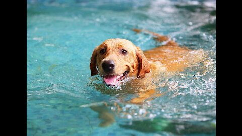 Teaching My Cute Dogs How To Swim To Avoid Getting Drown