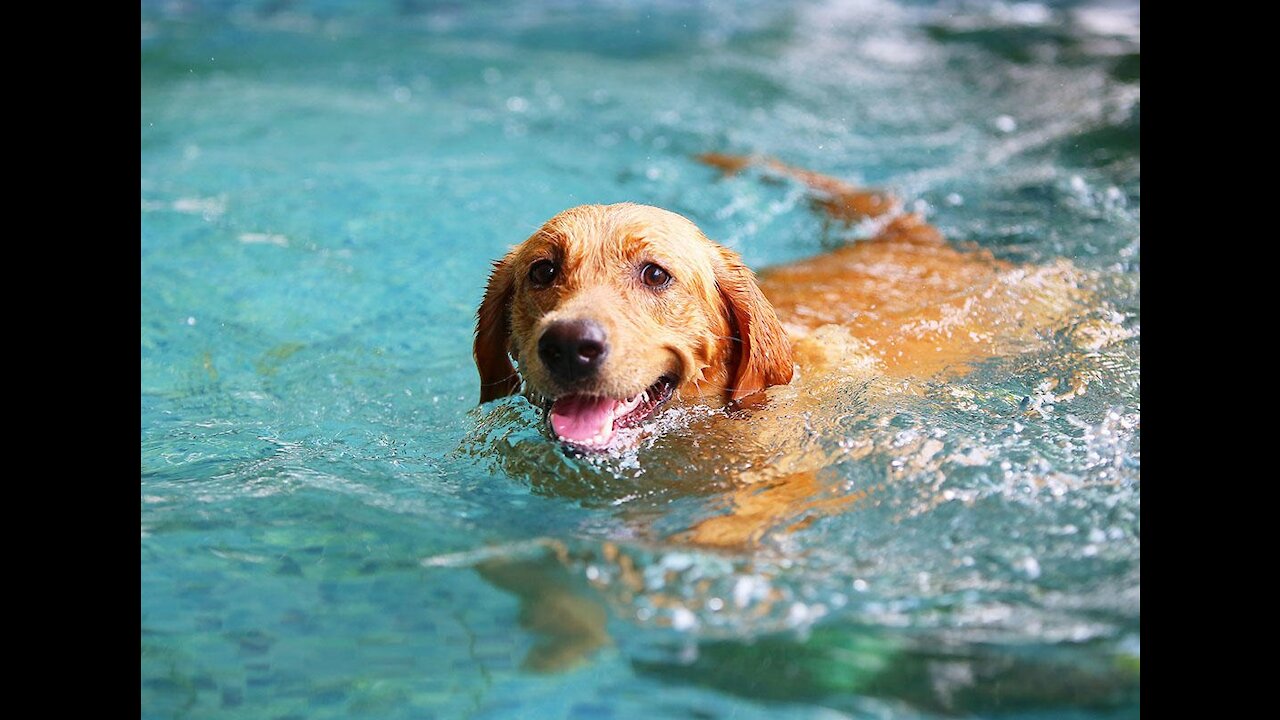 Teaching My Cute Dogs How To Swim To Avoid Getting Drown