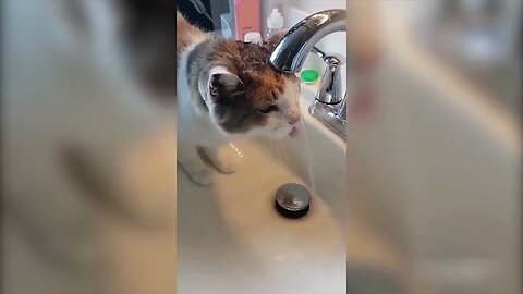 Hilarious Pet moments l Funny Animal Compilation