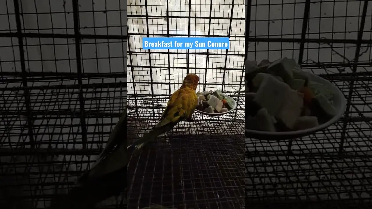 Giving breakfast to my Sun Conure l #sunconure l #shorts