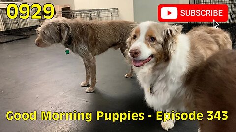 [0929] GOOD MORNING PUPPIES - EPISODE 343 [#dogs #doggos #doggos #puppies #dogdaycare]