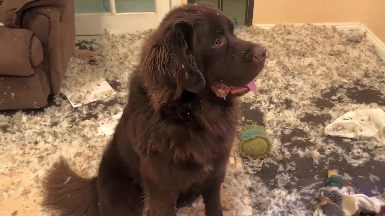 Guilty Newfoundland Puppy Makes Huge Mess