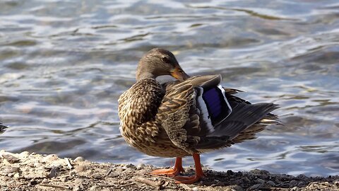 CatTV: Duck quick cleaning