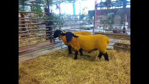Sheep and lambs
