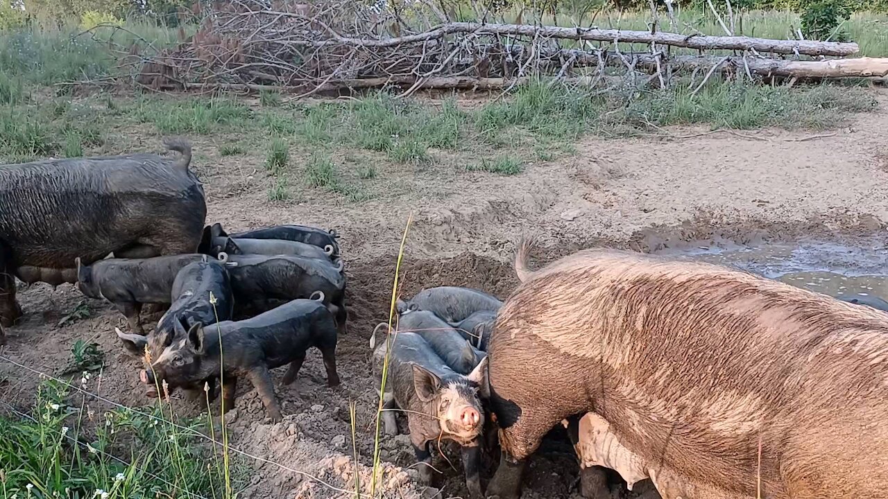 Berkshire Piglets July '21