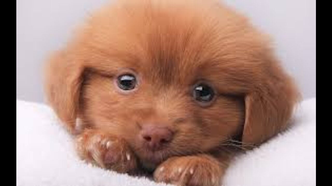 Cute Puppies 😍 Cute Funny and Smart Dogs Compilation #12 | CuteBuddy