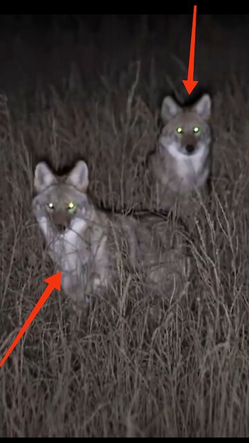 Hunting Coyotes #shorts #023