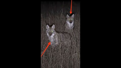 Hunting Coyotes #shorts #023