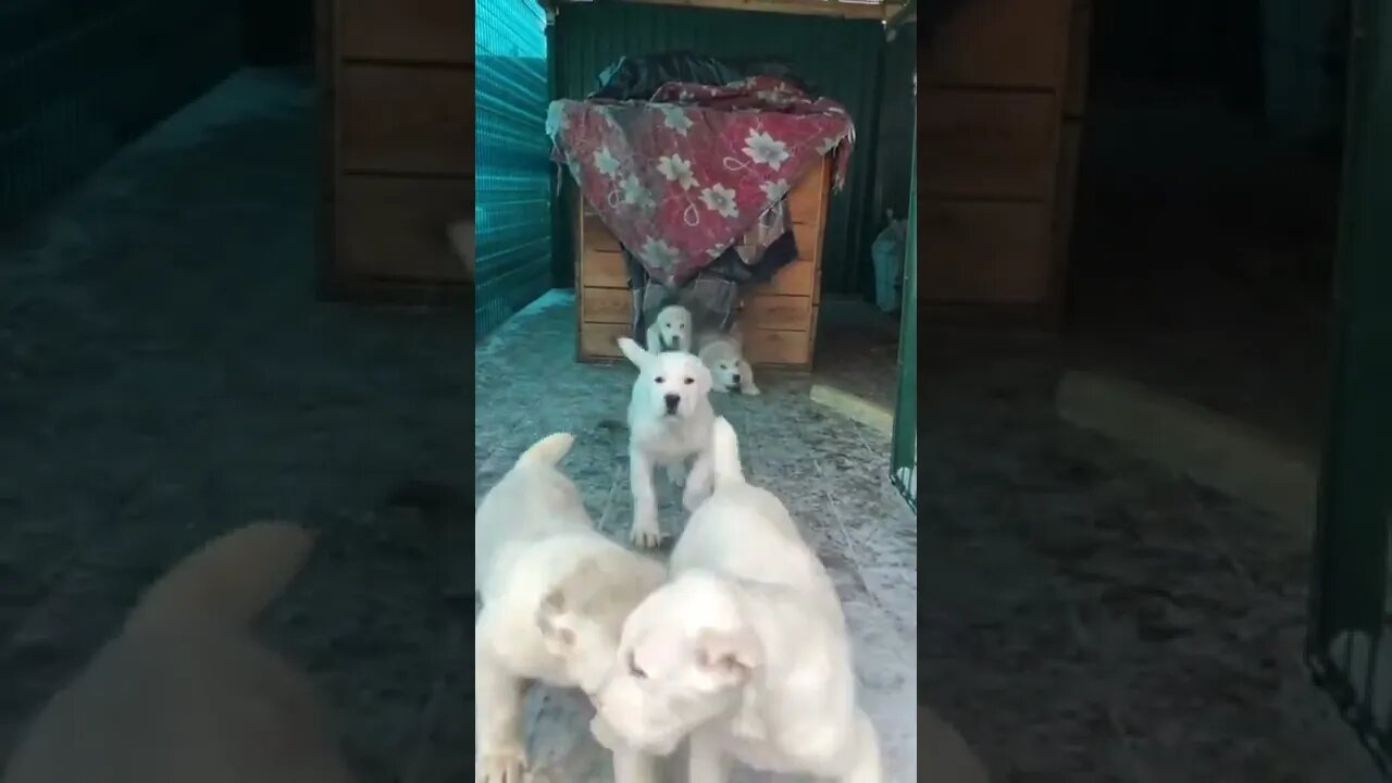 #shorts Смешные Собаки Из Тик Тока 229 Funny Dogs From Tiktok