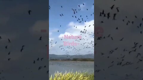 Nature Birds