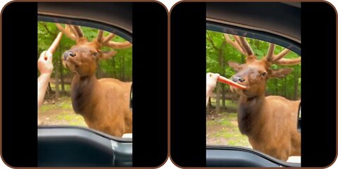 A men feed carrot for an branchy deer with love