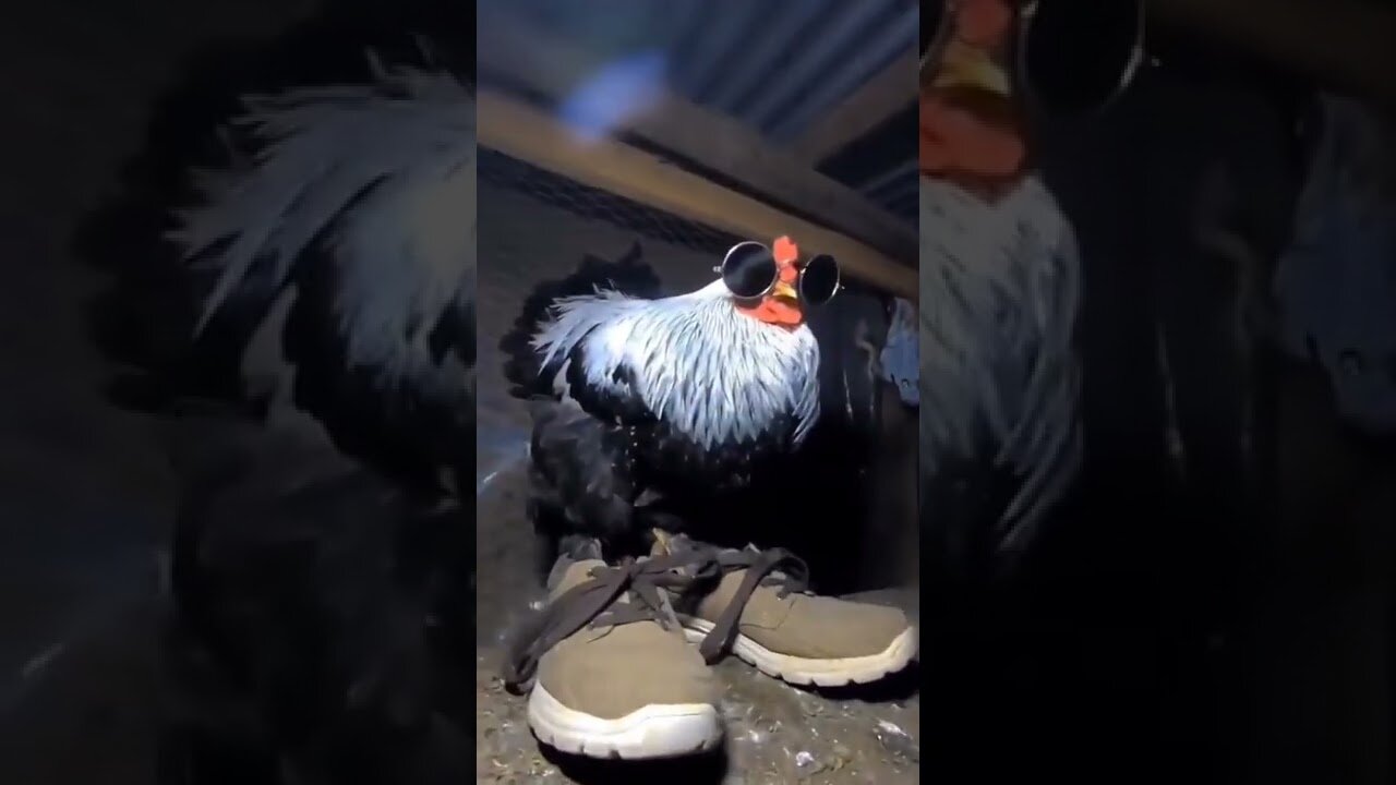 These cocks are so fly got drip.