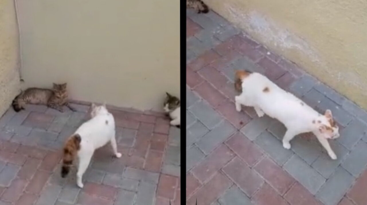 The cat thought himself a hero and in the end a big shock, very funny