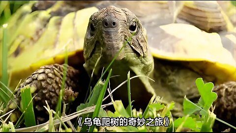 The amazing journey of a turtle climbing a tree