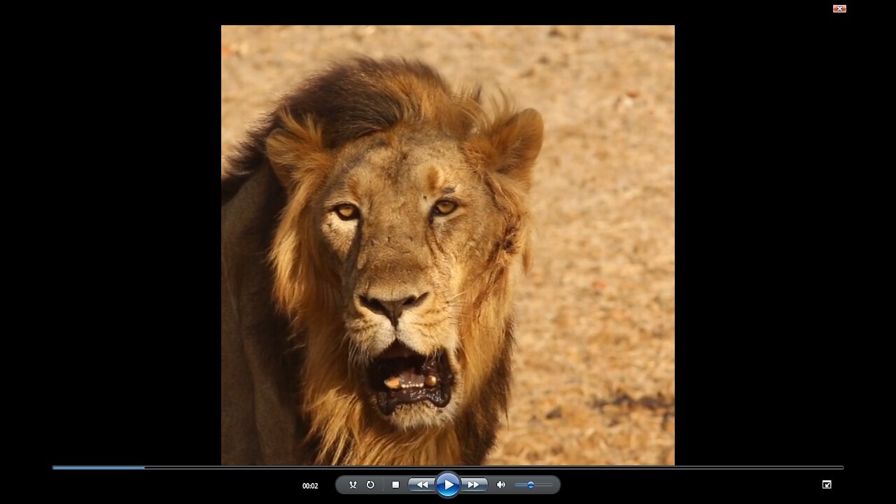 Prideful lion yawns